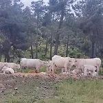 El Rincon De Gredos